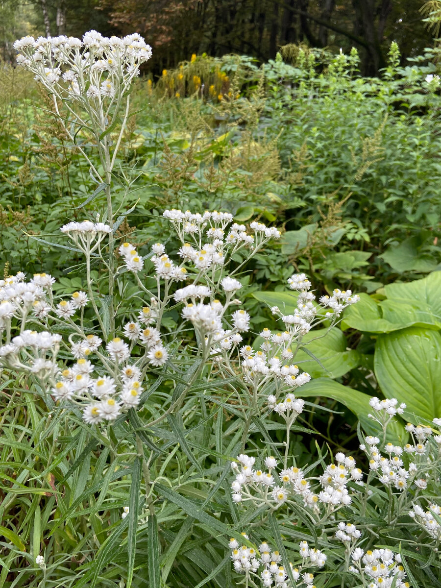 Анафалис фото посадка и уход Анафалис жемчужный (Anaphalis margaritacea) С любовью к вашему саду Дзен