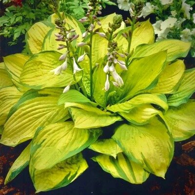 Хоста Голд Стандарт