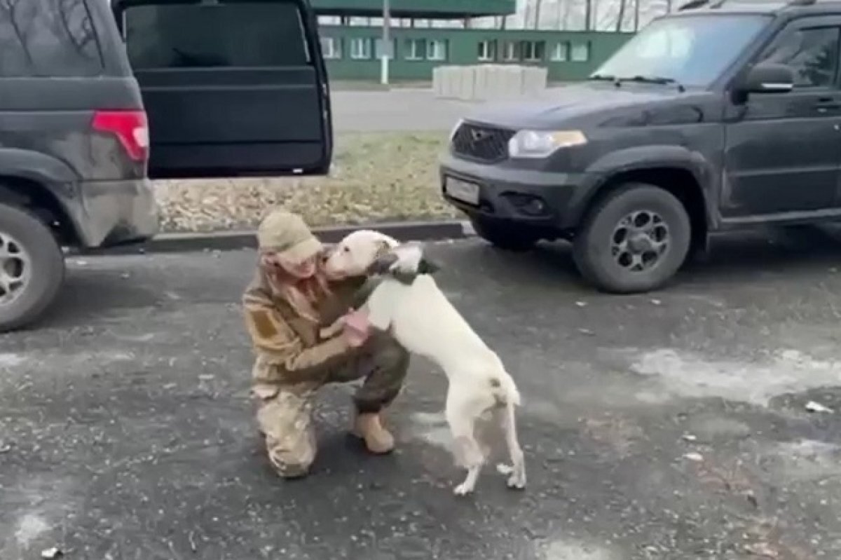    Рамзан Кадыров передал на Украину питбуля, которого спасли в Мариуполе