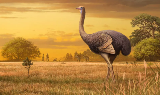 Pachystruthio dmanisensis жил в эпоху плейстоцена. Хотя он и напоминал страуса, но был примерно в три раза крупнее и весил около 1 000 фунтов. (Оригинальная иллюстрация Андрея Атучина) 