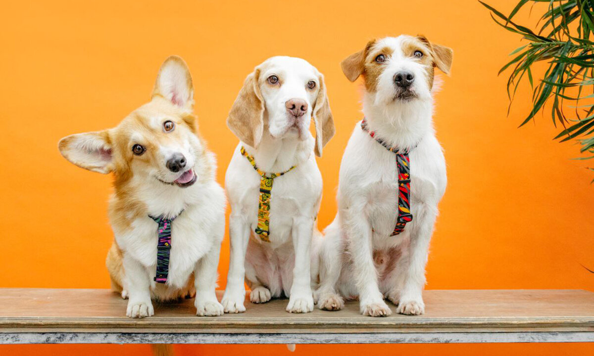 Фото Bender&Frai 