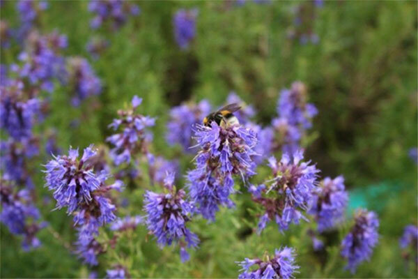 Иссоп фото из свободного доступа.