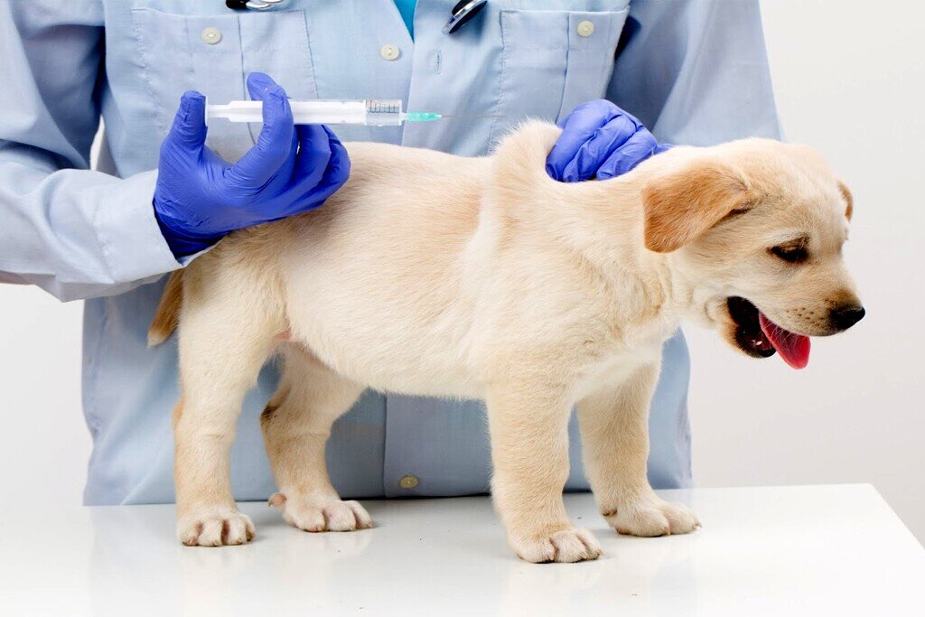 Прививка Ретривера