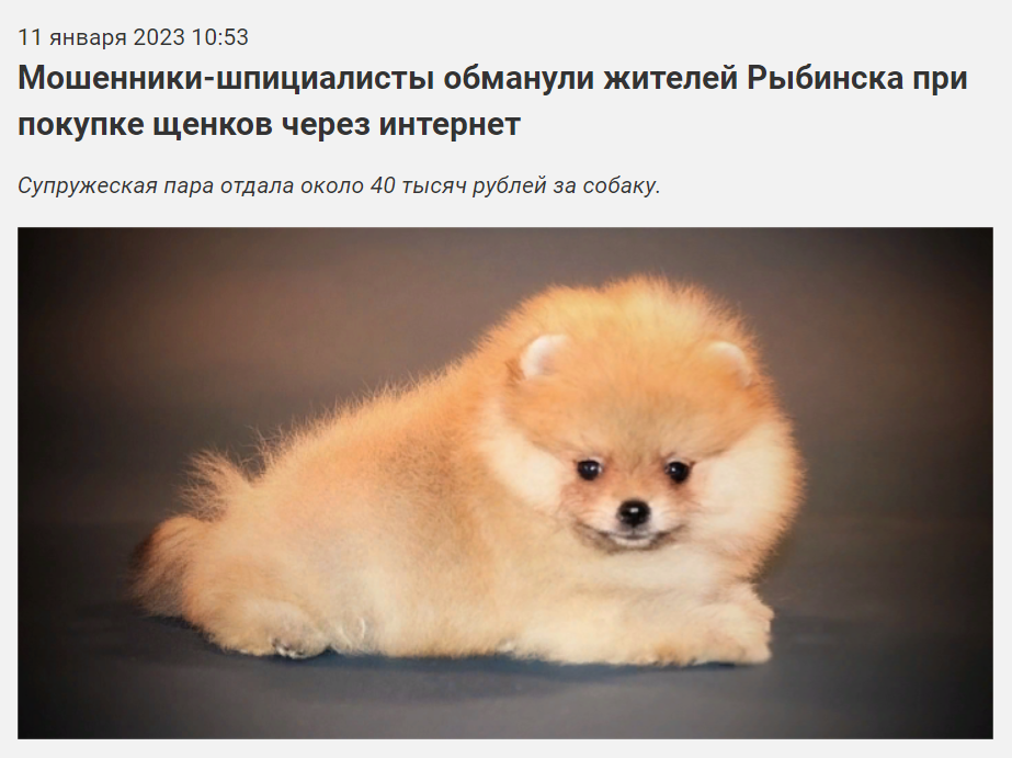 красивые щенки шпица. шпиц девочка. шпиц мошенники. щенки шпица. щенки шпица много.