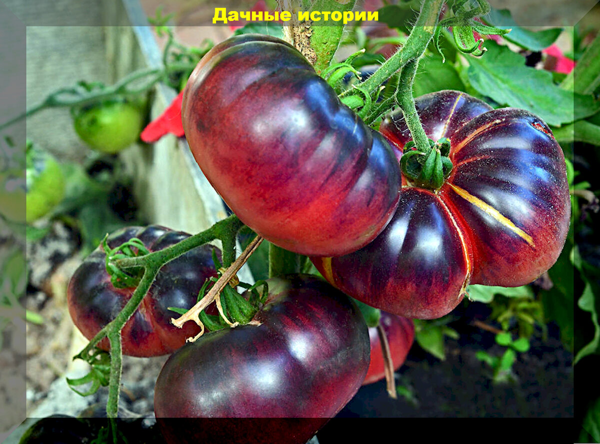 Розовый с черной горы томат отзывы