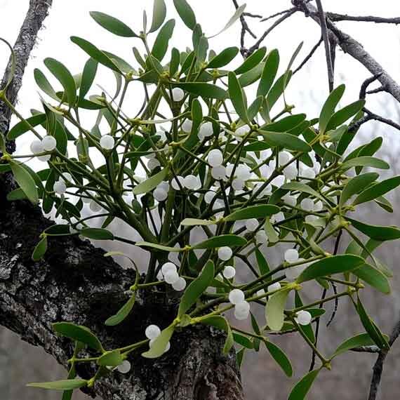 Омела белая