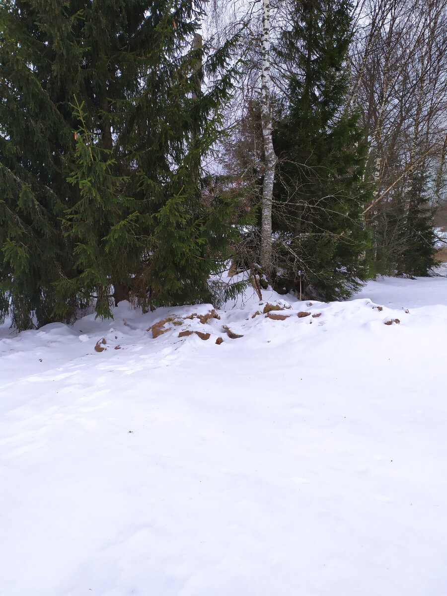 Трактор сгреб весь дерн вместе со снегом

