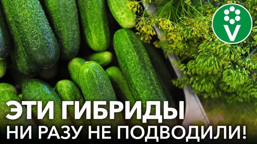 7 гибридов огурцов, которые всегда получаются отлично! Самые вкусные и урожайные сорта огурцов