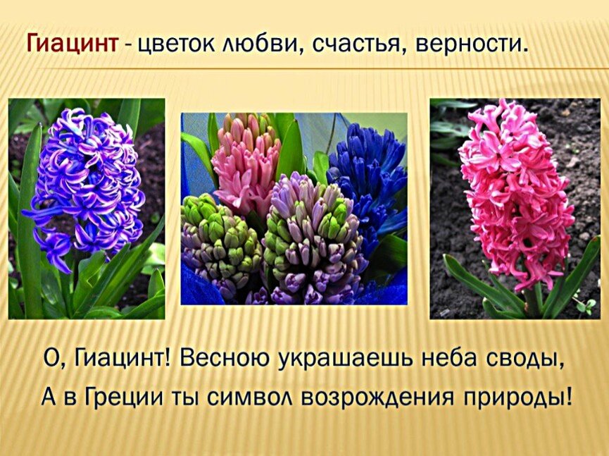 Гиацинт, краткая характеристика