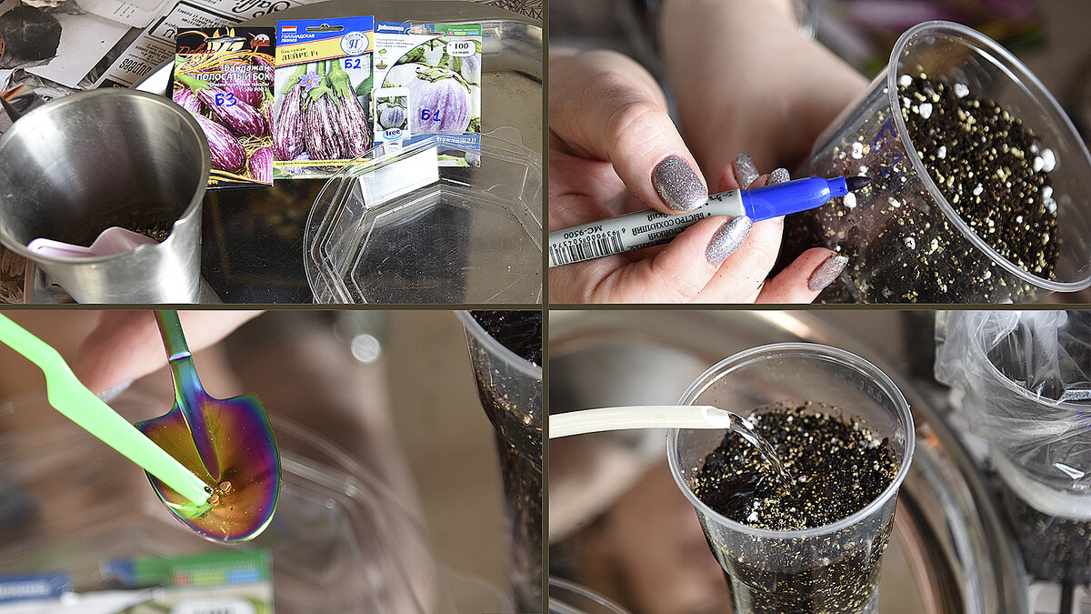 Все семена баклажанов мы посеяли в индивидуальные горшочки, подписали, уплотнили и полили грунт.