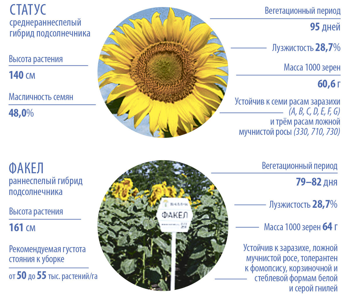 подсолнечник и подсолнух разница. классификация подсолнечника биология. подсолнечник сорт алей характеристики. гибрид подсолнечника вперед. высота растений.