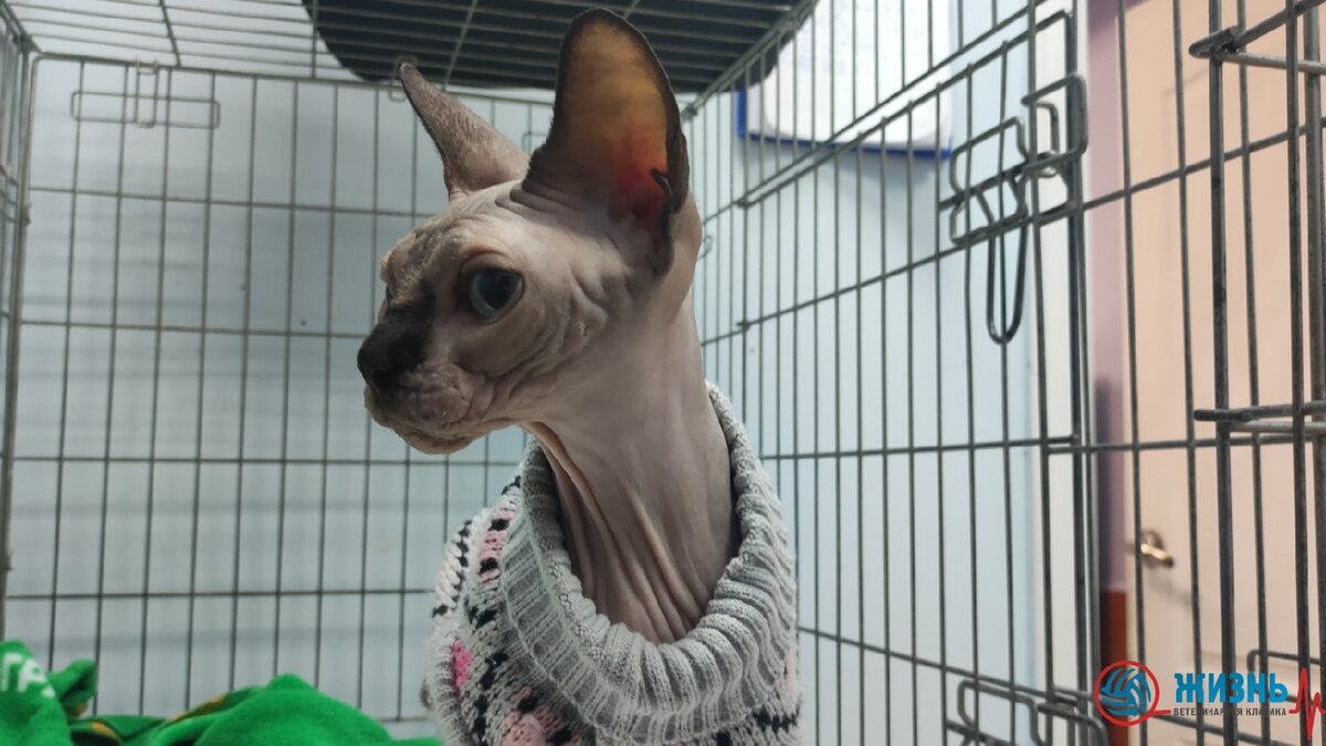 Руби в стационаре ветеринарной клиники в Калуге "Жизнь" после стерилизации