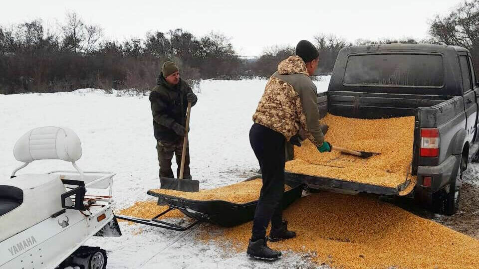     В Волгоградской области ведется подкормка диких животных в государственных охотничьих заказниках. Мероприятия продлятся до середины весны, сообщили в облкомприроды.