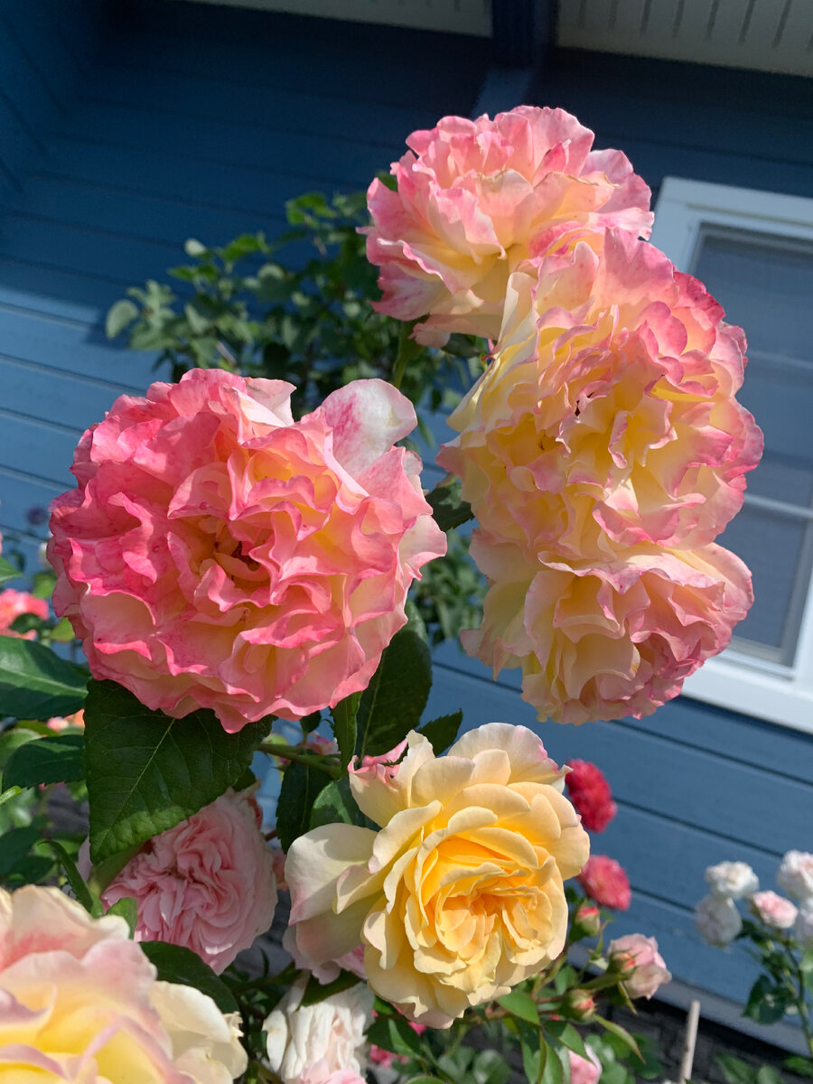 Вот такие удочки во 2 волну наращивает моя Акварель.