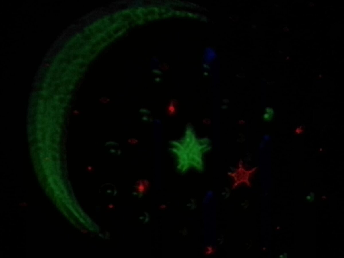 Про кровь и сосуды | Лисья жизнь | Дзен