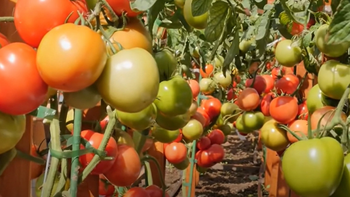 Гибрид Герцогиня вкуса