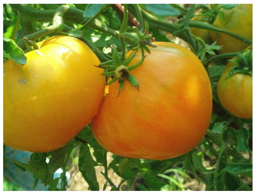 Томат медовый пудовичок. Томаты спас. Томат медовый спас сиб сад. Сорт помидор медовый спас. Томат медовый спас сиб сад.