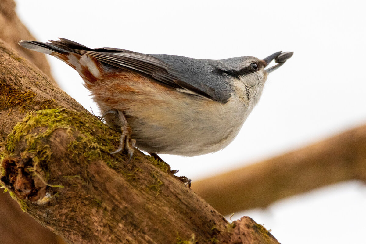 фото: mos.ru/eco