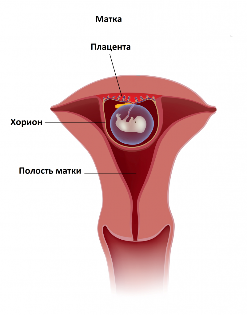 Прикрепление эмбриона. Оболочки матки хорионическая. Хорионический бугорок. Хорионическая полость
