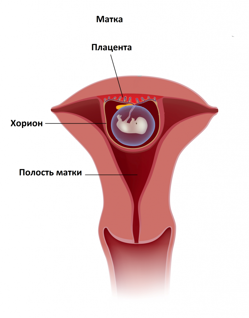 Прикрепление эмбриона. Оболочки матки хорионическая. Хорионический бугорок. Хорионическая полость.