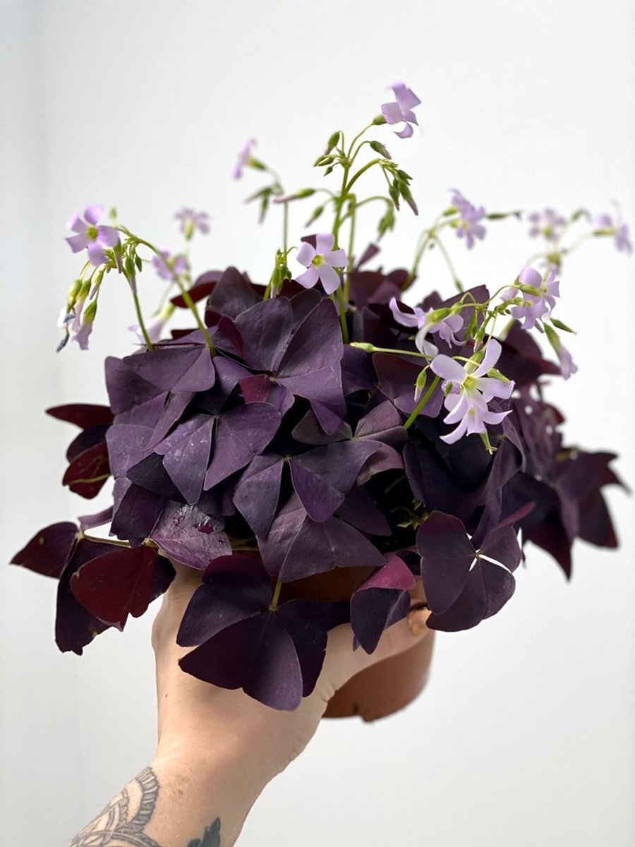 Оксалис triangularis