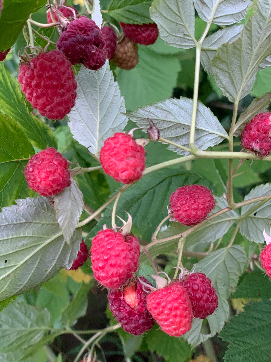 Просто малина из нашего сада 