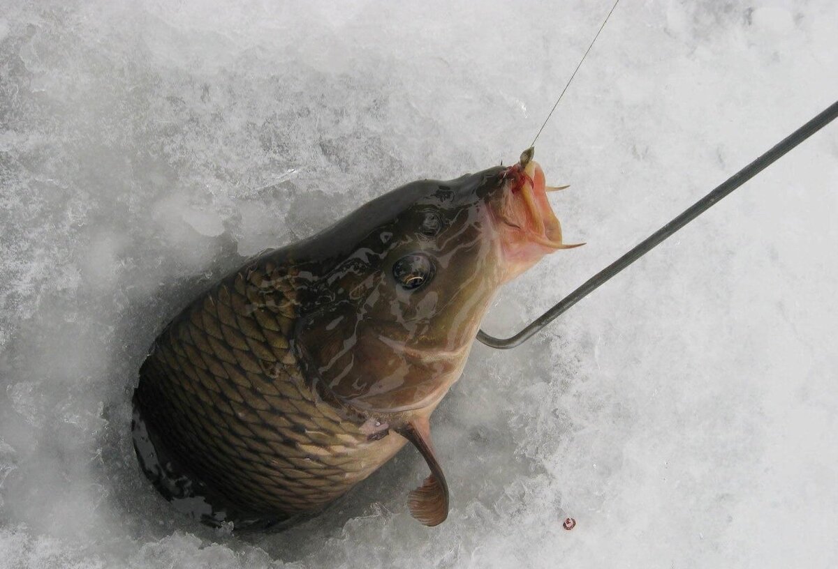 фото рыбы зимой