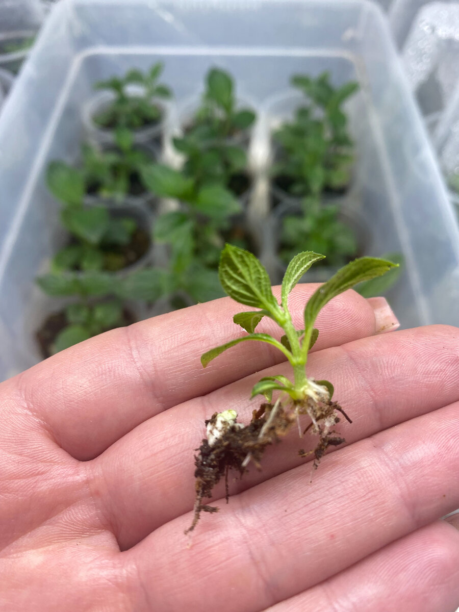 Почка спустя 10 дней.