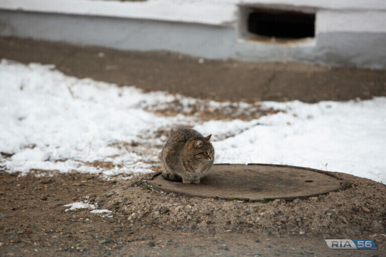    Оренбуржцев предупредили о тумане и резком понижении температуры воздуха Кристина Просвиркина
