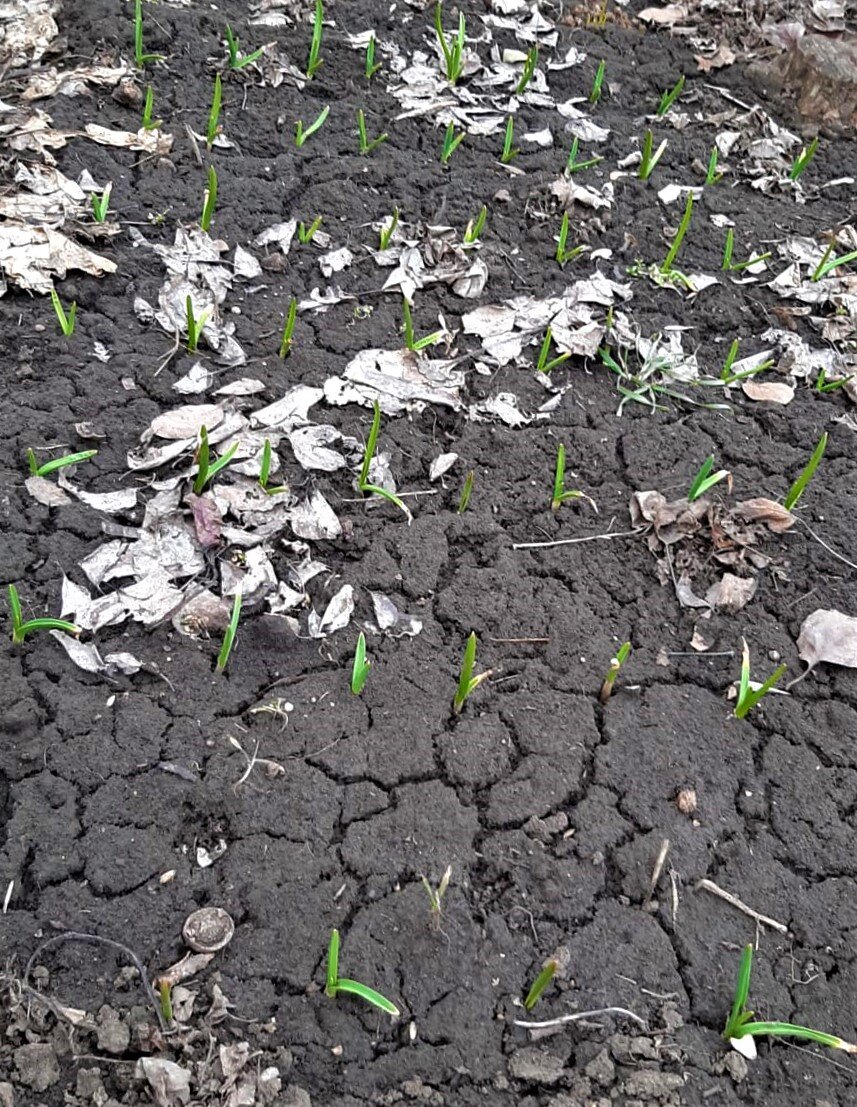 И это чеснок