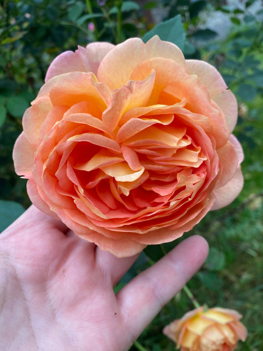 Оранжевые розы, фото автора