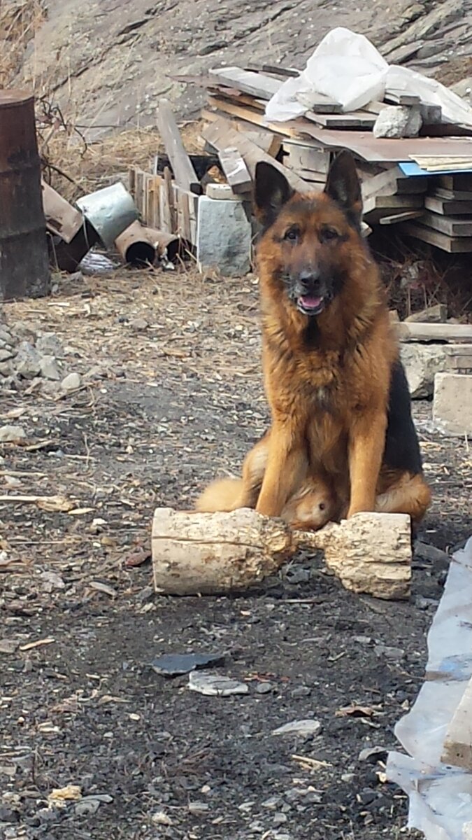 Эрих у прежнего хозяина. Фото сделано Александром и размещено с его разрешения. 