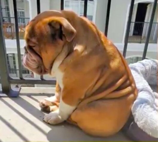 Американский бульдог 