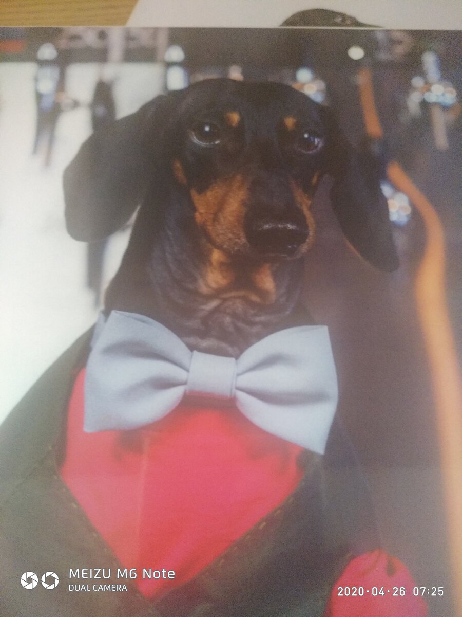 Такса Дин,он выдумщик ужасный,ну  а вообще он пес прекрасный...