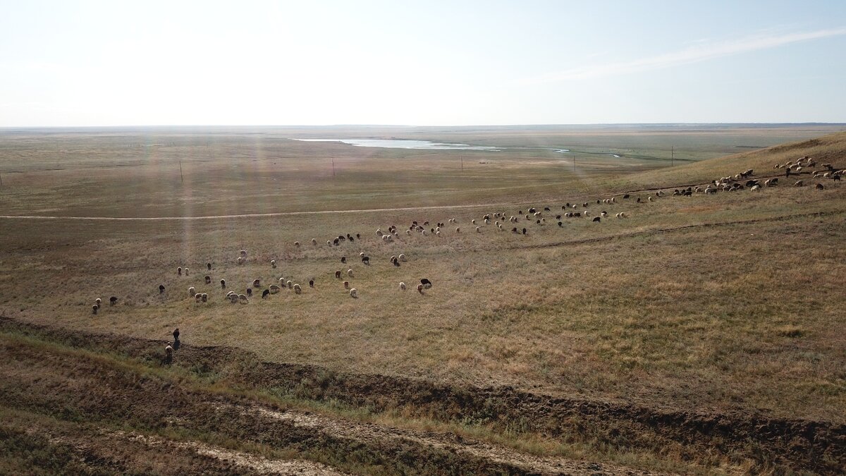 Вольный выпас овец в степи.