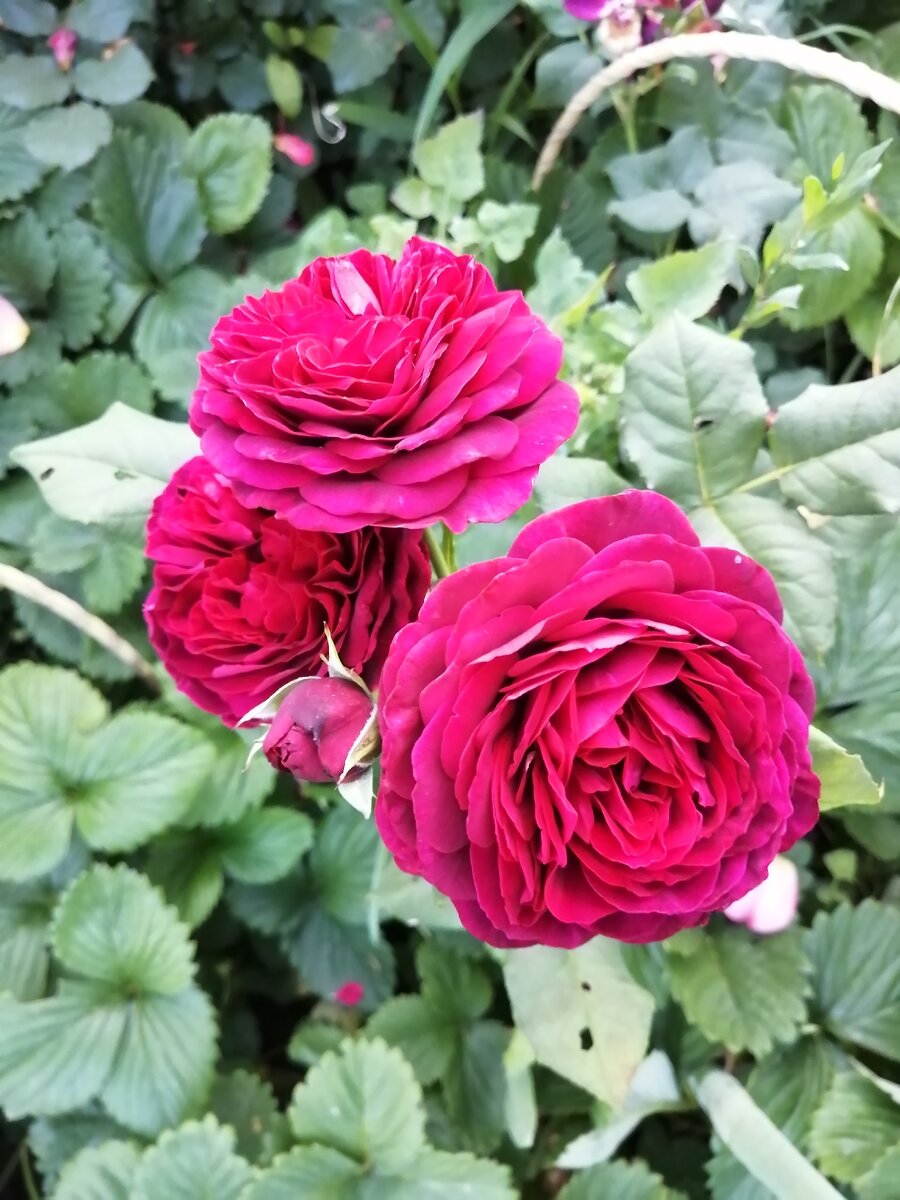 Дарси Бассел Darcey Bussell