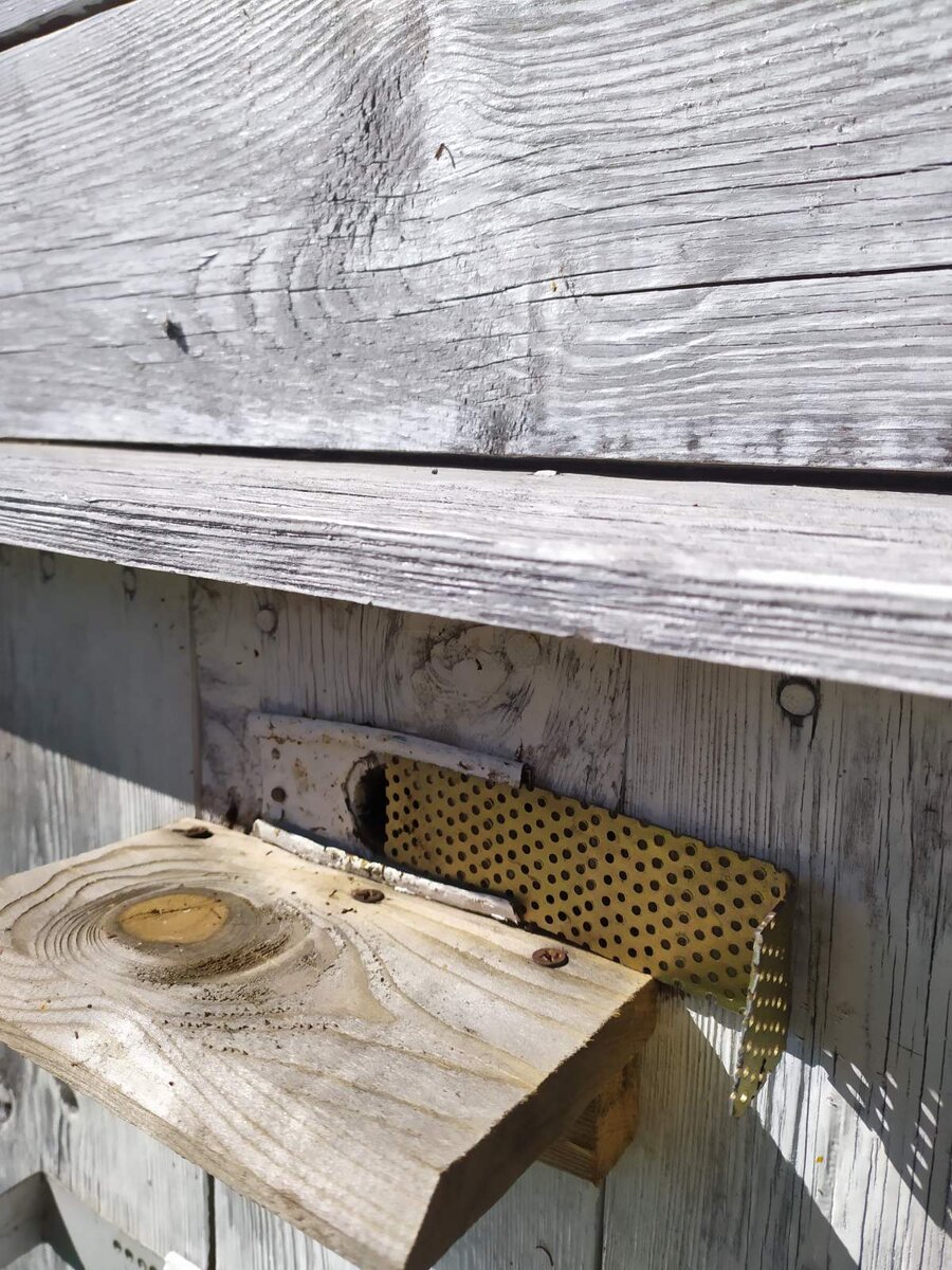 Открытый леток улья. Здесь располагаются шершни, когда охотятся на пчел