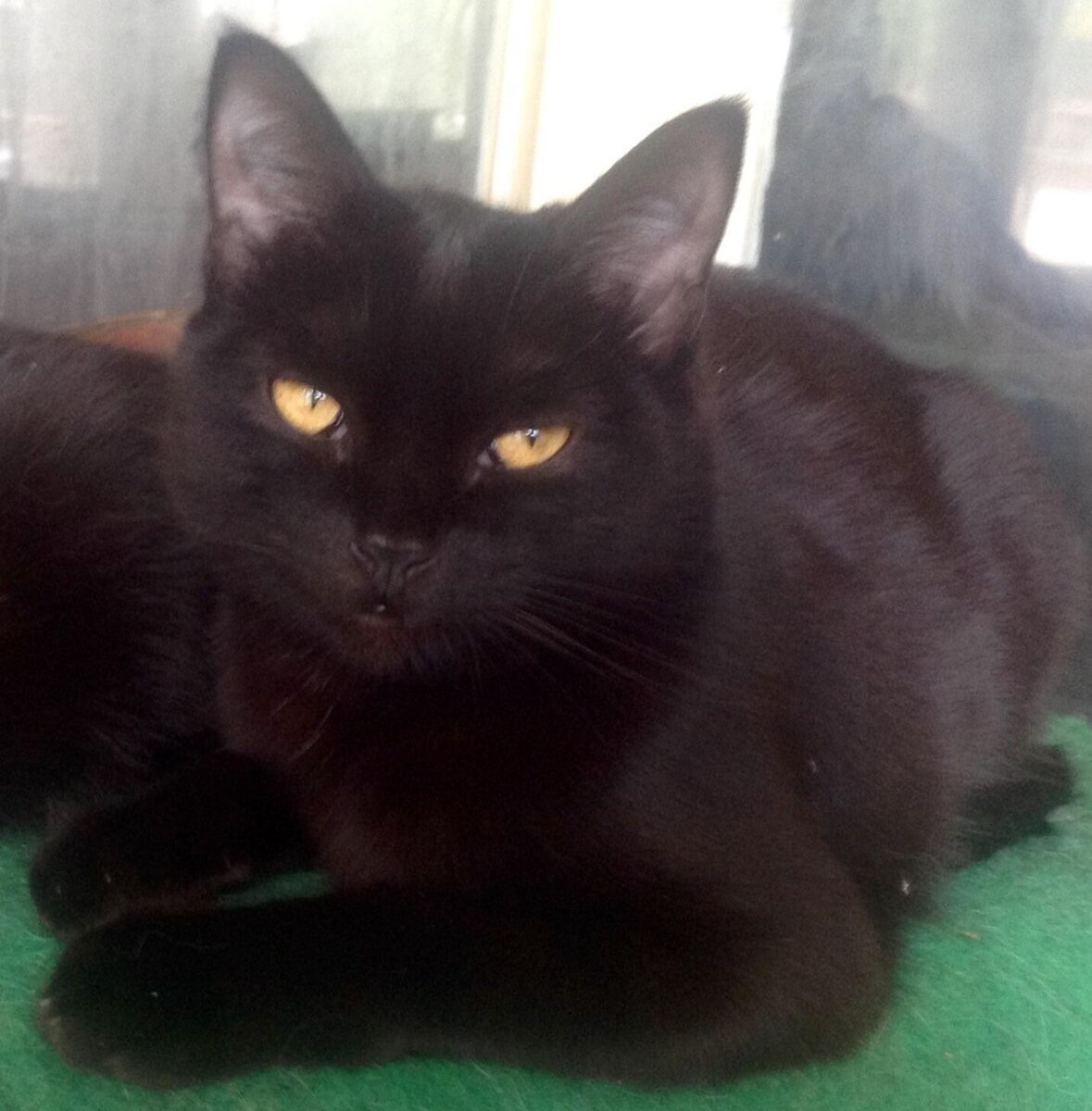 Вот такой была Соня до того, как мы её отдали