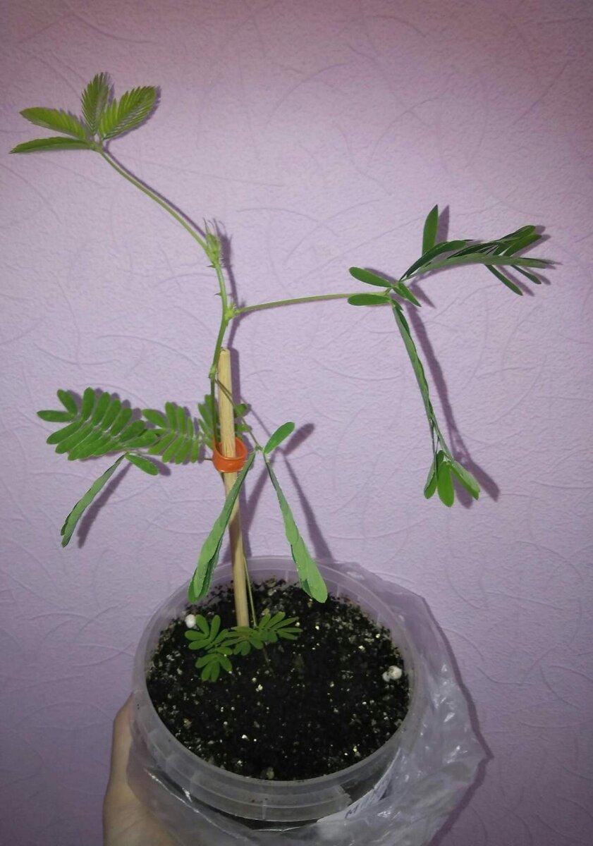 Дотронулась до нее.