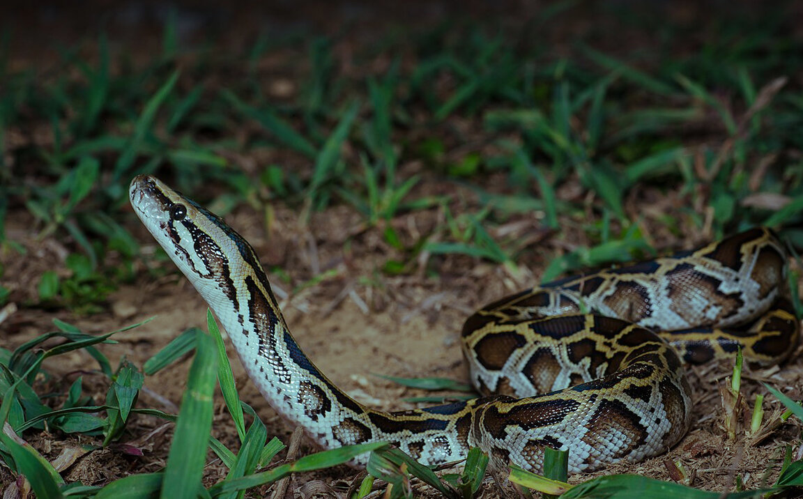 Тигровый питон