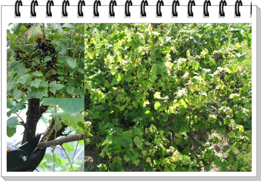 Урожай черной смородины