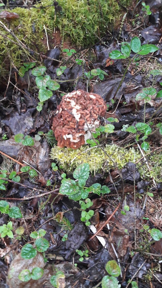 Последняя находка.