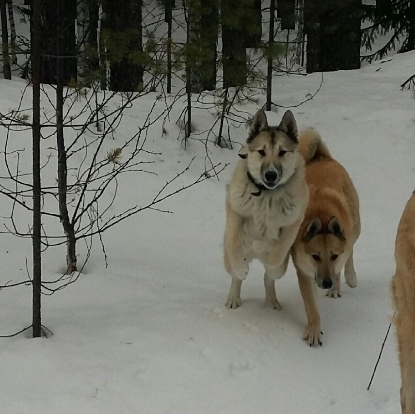 фото Туровой Светланы мастерская Югыд-арт.рф  - наши собачули