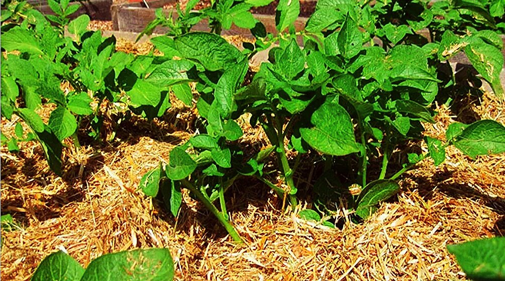 Без прополки и особых усилий на месте бурьяна можно посадить растения