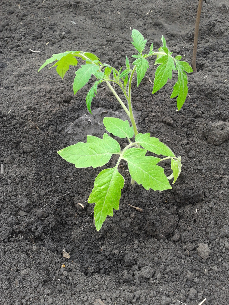 Рассада помидора сорта "Загадка".