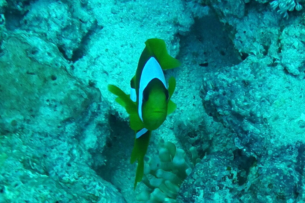 Дайвинг в Красном море