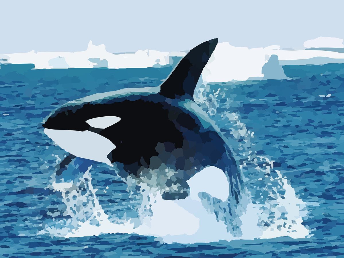 https://cdn.pixabay.com/photo/2014/03/24/17/06/orca-295051_1280.png