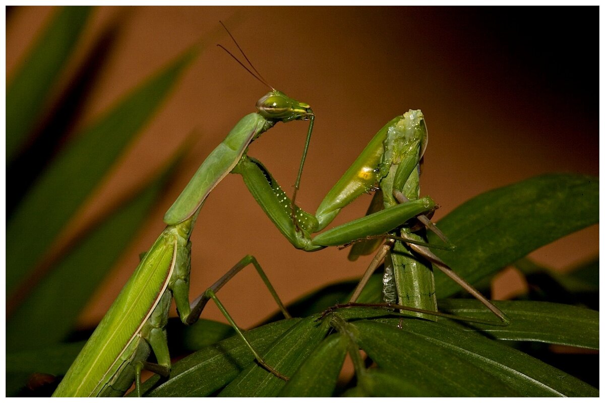 Вот так обычно заканчивается "брачная ночь" у богомолов