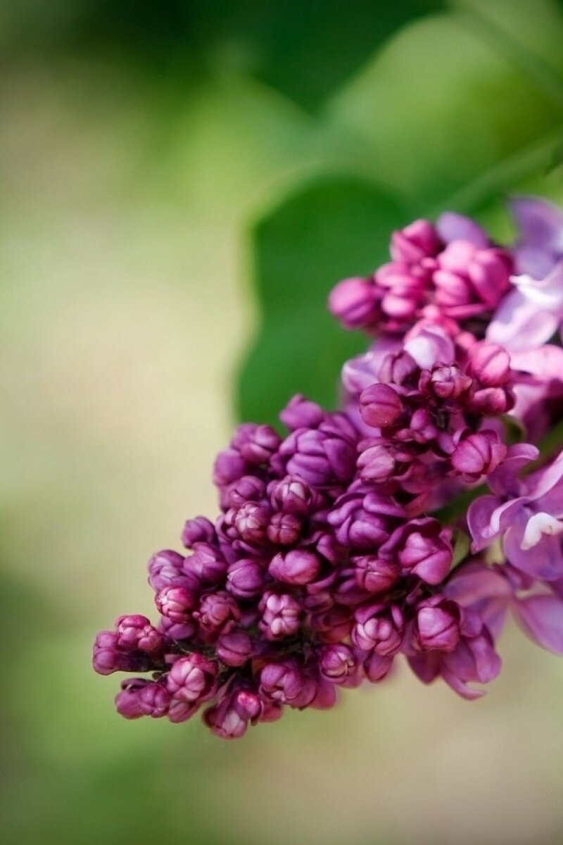 Яндекс. Картинки.