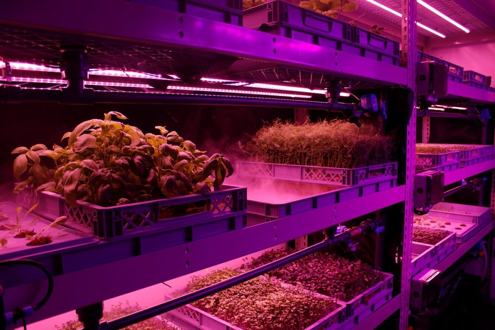 Аэропоника на производстве LettusGrow